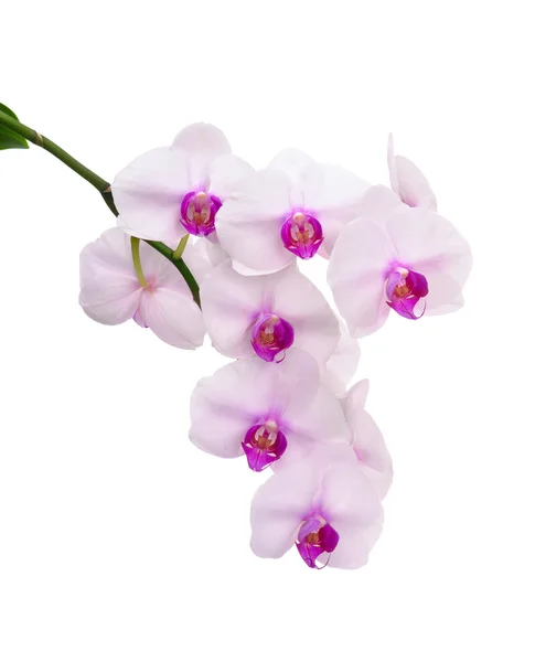 Стебель белой орхидеи — стоковое фото