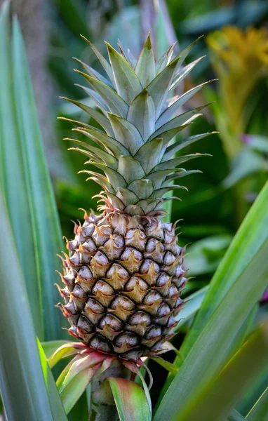 Växande ananas anläggningen — Stockfoto