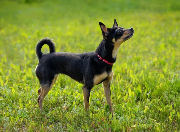 Toy terrier on the  grass — Stock Photo, Image