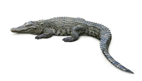 Crocodilo Imagem De Stock