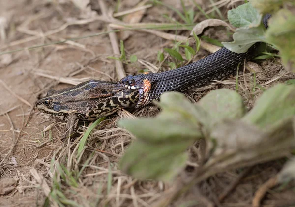 Schlange frisst Frosch — Stockfoto