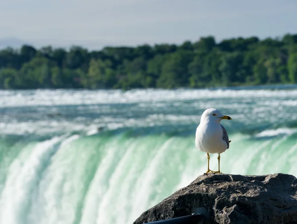 Cataratas de herradura canadienses en Niágara — Foto de Stock