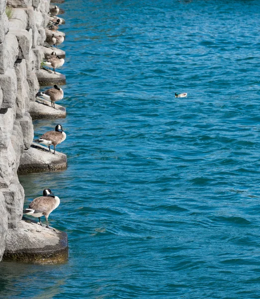 Patos alinhar-se pelo rio Niagara a partir da central eléctrica — Fotografia de Stock