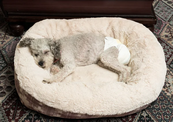 Old grey dog wearing a doggy diaper — Stock Photo, Image