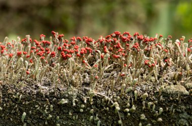 Cladonia cristatella veya İngiliz askerleri liken