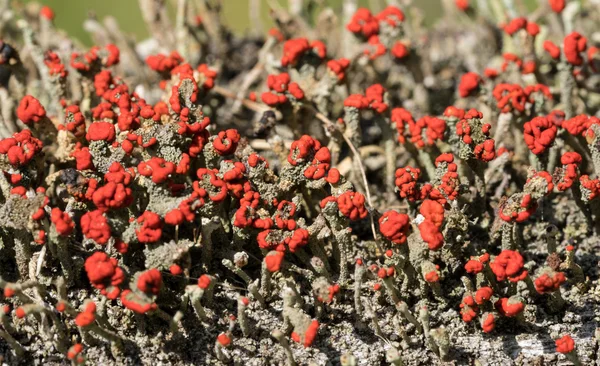 Cladonia cristatella или британские солдаты Lichen — стоковое фото