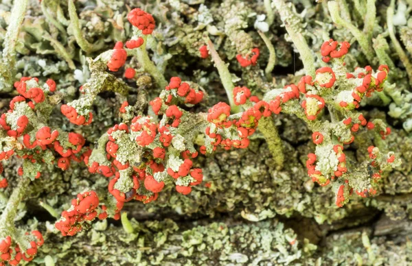 Cladonia cristatella nebo britských vojáků lišejník — Stock fotografie