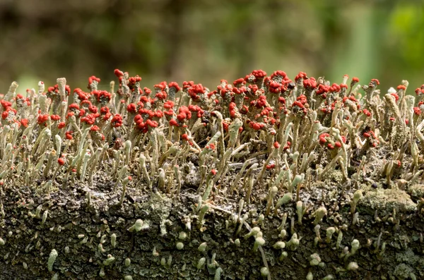 Cladonia cristatella vagy a brit katonák zuzmó — Stock Fotó