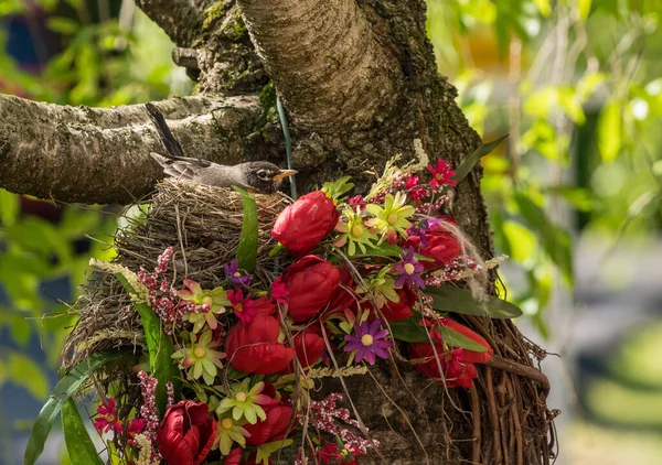 Robin americano en un nido construido en una corona de flores — Foto de Stock