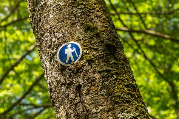 Modrá značka směru turistické stezky přibitá ke kmeni stromu — Stock fotografie