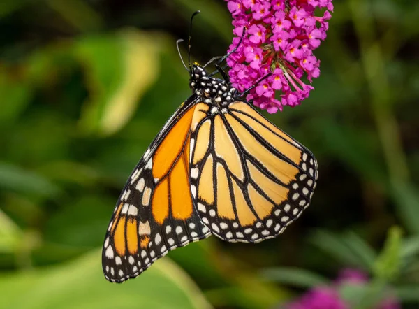 Красивая бабочка Монарх кормит в саду — стоковое фото