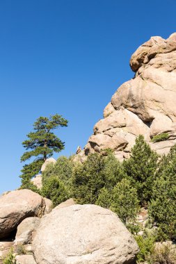Kaplumbağa ponderosa Kanlısırt colorado kayalar