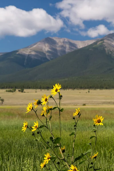 Farmyard and flowers by Mt Princeton CO — Stock Photo, Image