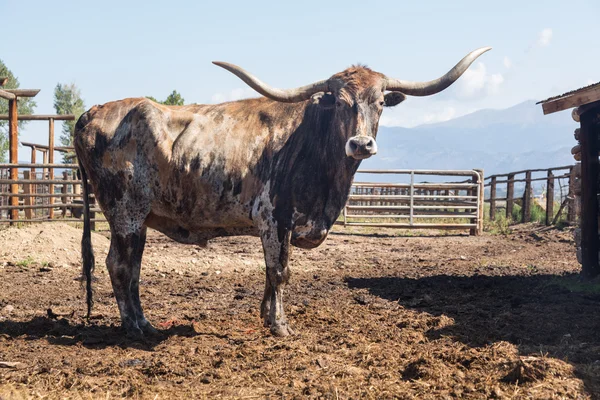 Παλαιοί bull longhorn στο περιφραγμένο λιβάδι — Φωτογραφία Αρχείου