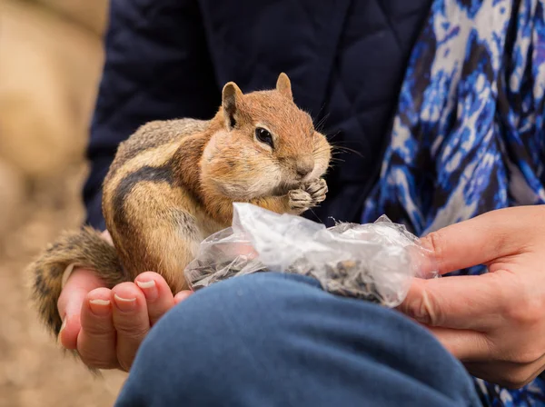 Roztomilé veverky, dobře živené na ořechy a semena — Stock fotografie