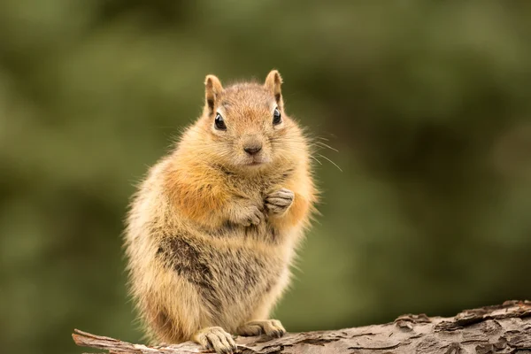 Linda ardilla bien alimentada con nueces y semillas —  Fotos de Stock