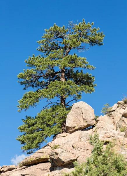 Samotny sosny ponderosa na żółwia skały colorado — Zdjęcie stockowe