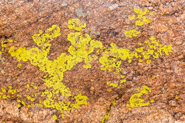 Granit kayalar üzerinde yeşil liken, yakın çekim — Stok fotoğraf