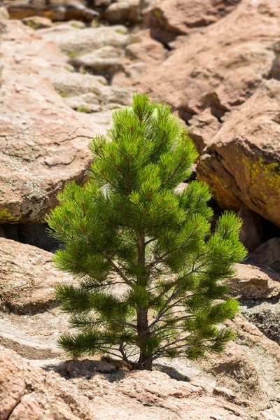 Small Ponderosa Pine at Turtle Rocks Colorado — Stock Photo, Image