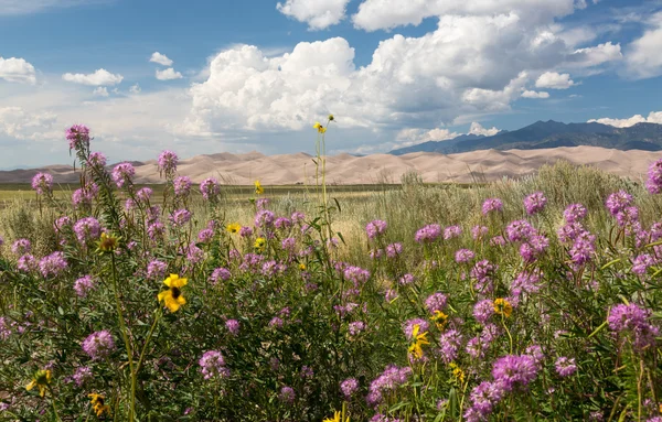 Panorama of Great Sand Dunes NP — Stock Photo, Image