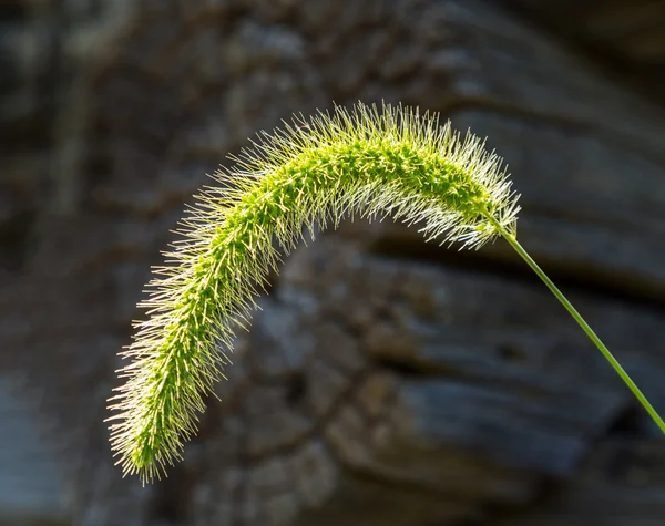 Podsvícený trávy seedhead pravděpodobně timothy — Stock fotografie