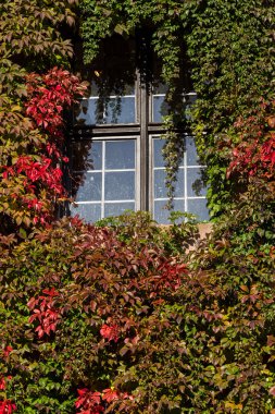 Kırmızı ve yeşil sarmaşık surround windows üzerinde kale