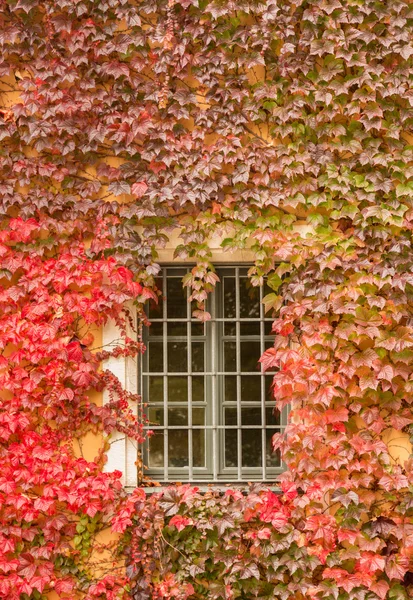 Ivy rond venster in Duitsland — Stockfoto