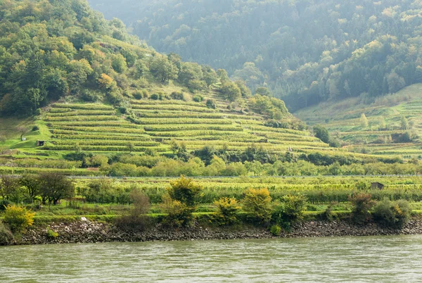 Pattern formed by rows of grape vines in vineyard — Stock Photo, Image