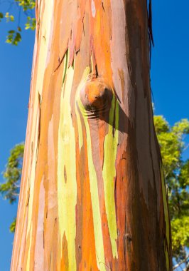 Detail of colorful bark of Rainbow Eucalyptus tree clipart