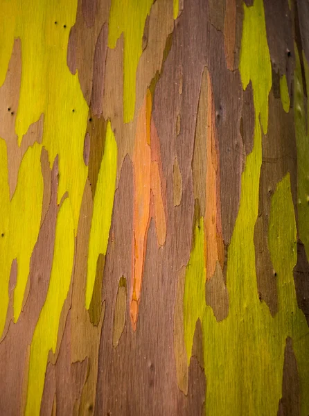 Detail der bunten Rinde des Regenbogen-Eukalyptusbaums — Stockfoto