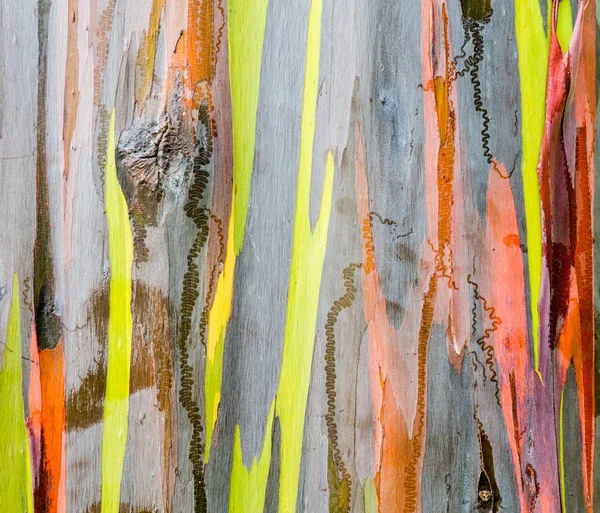 Detalhe da casca colorida da árvore de eucalipto arco-íris — Fotografia de Stock