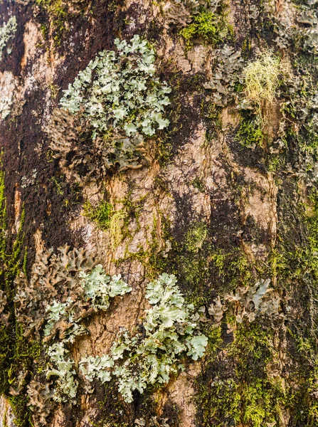 Лишайники и мох на стволе дерева — стоковое фото