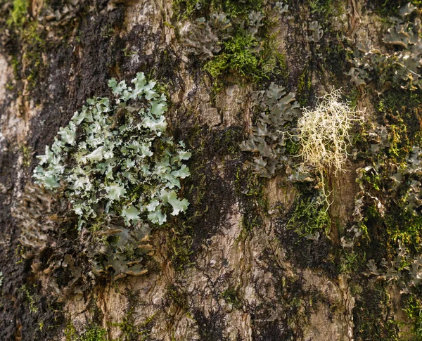 Lichens and moss on tree trunk — Stock Photo, Image