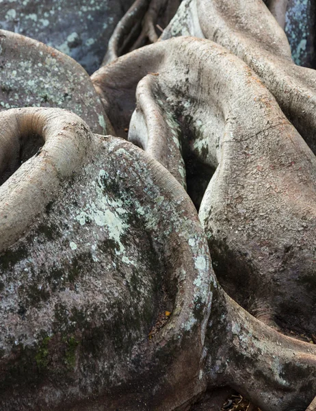 Moreton Bay incir ağacı kökleri — Stok fotoğraf