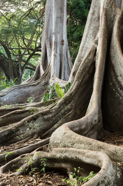モートン湾のイチジクの木の根 — ストック写真