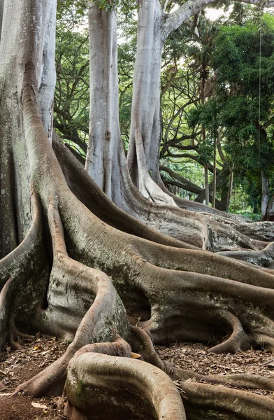 Moreton Bay drzewo figowe korzenie — Zdjęcie stockowe