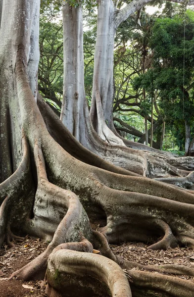 Moreton Bay Fig boomwortels — Stockfoto