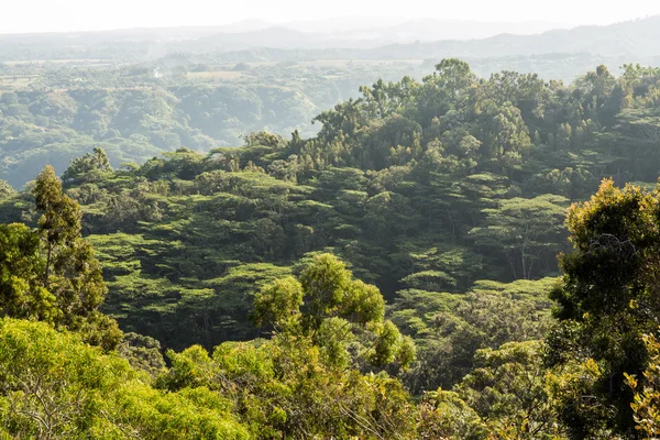 Vista da selva de Okolehao Trail Kauai — Fotografia de Stock