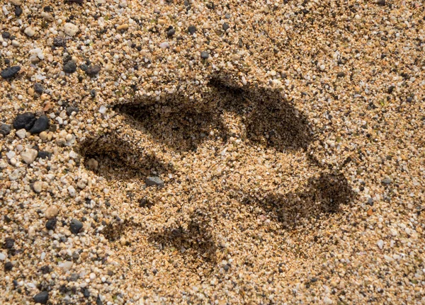 Single dog paw print in sand — Stock Photo, Image