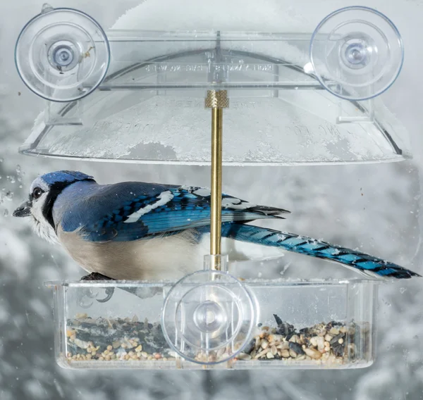 Blue Jay in window bird feeder — Stock Photo, Image