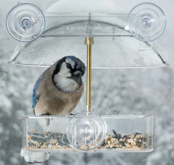 Blue Jay v podavači okenních ptáků — Stock fotografie