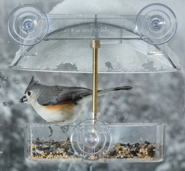 Titmouse touffeté dans mangeoire à oiseaux fenêtre — Photo
