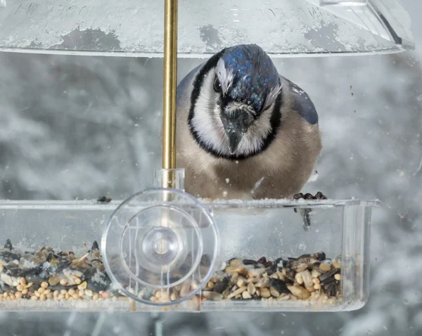 橱窗里的蓝鸟喂食器 — 图库照片