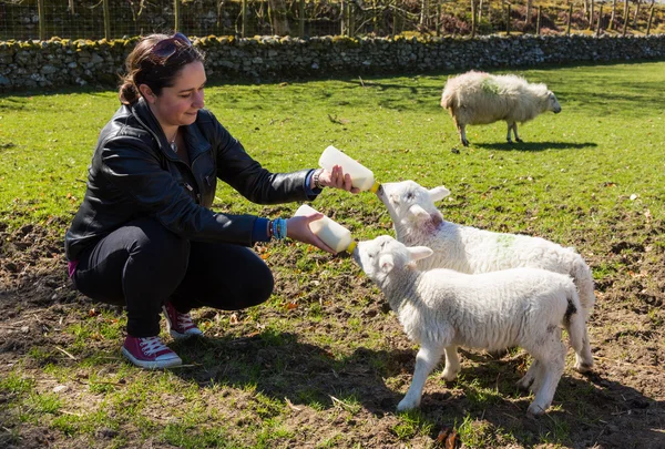 Junge erwachsene Frau füttert zwei neugeborene Lämmer aus Flaschen — Stockfoto