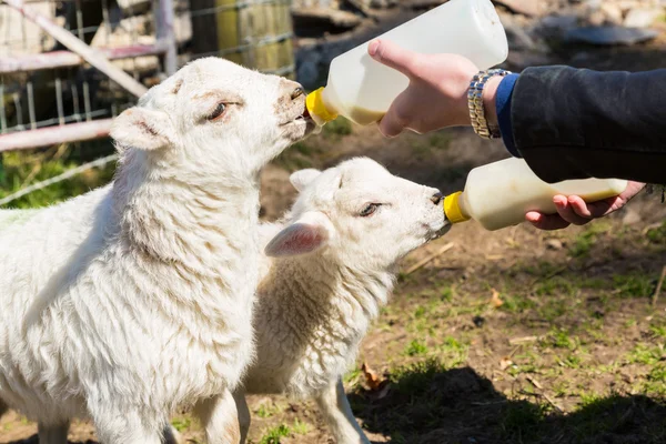 Junge erwachsene Frau füttert zwei neugeborene Lämmer aus Flaschen — Stockfoto