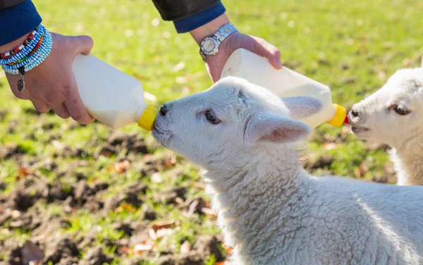 Young adult woman feeding two newborn lambs from bottles — Stock Photo, Image