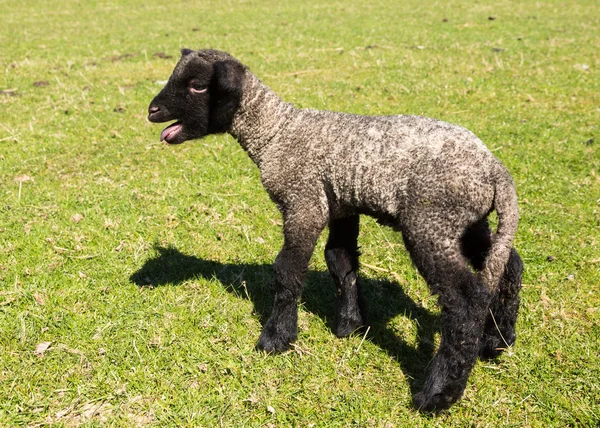 Oldalnézetből a Shropshire bárány rét — Stock Fotó