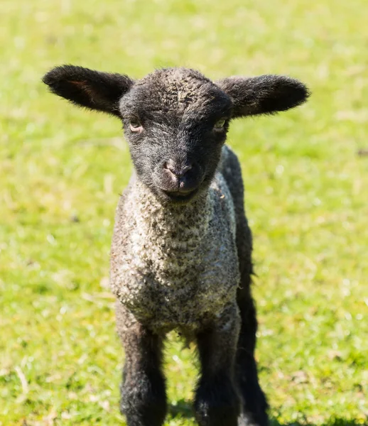 Portrait of Shropshire lamb in meadow — Stock Photo, Image