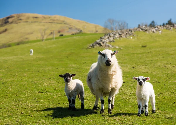 Schapen en lammeren in welsh berg boerderij — Stockfoto