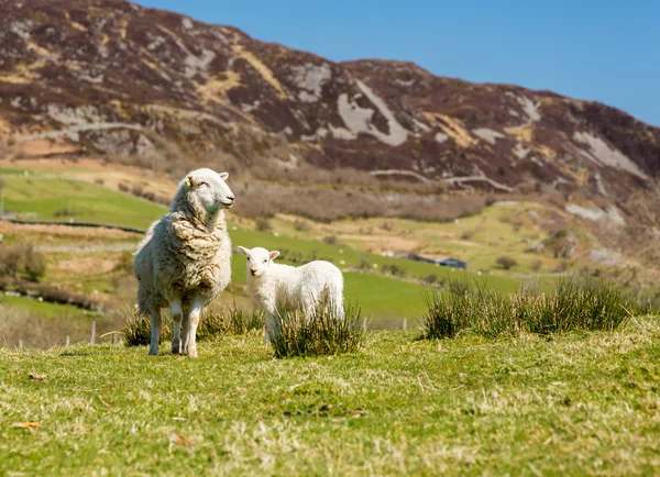 Owce i jagnięta w Walijski gospodarstwo górskie — Zdjęcie stockowe